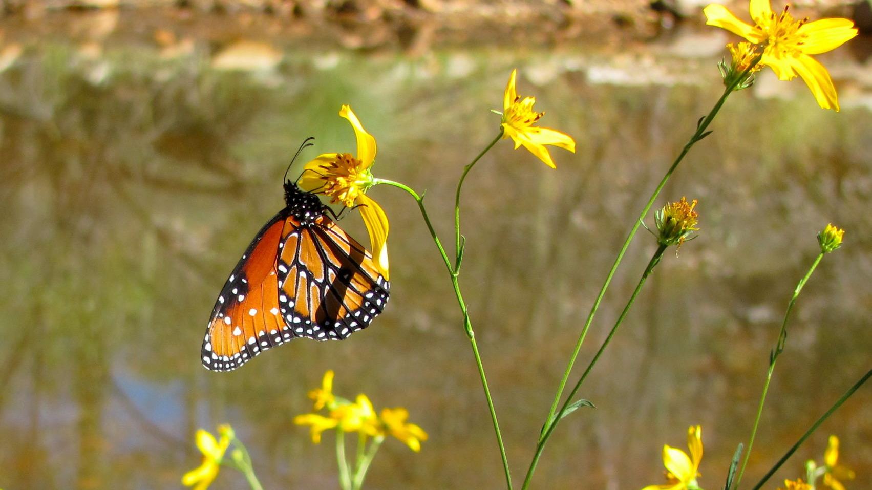 Butterflies, bees and a tortoise